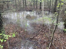 Puddles and lakes after rain in the forest photo