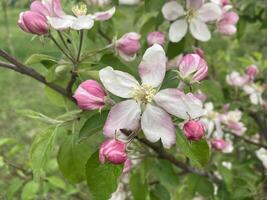Spring flowers bloomed in the garden photo