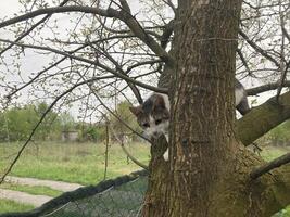 Cat climbs a tree while playing photo