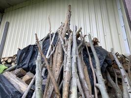 Aspen trunks for planting vegetables in the garden photo