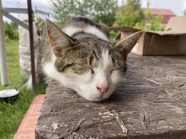 Young cats are resting in the village photo