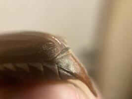 Spring beetle Khrushchev flew into the house photo