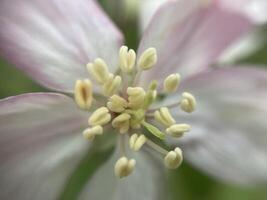 Spring flowers bloomed in the garden photo