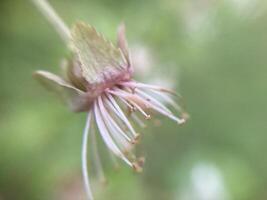 Spring flowers bloomed in the garden photo