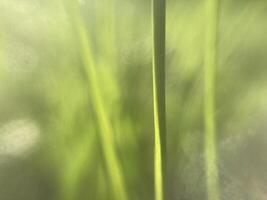 Morning grass in dew in the garden photo