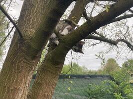 Cat climbs a tree while playing photo