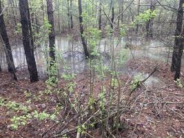 charcos y lagos después lluvia en el bosque foto