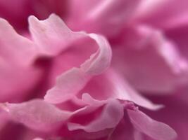 Summer flowers have bloomed in the garden photo