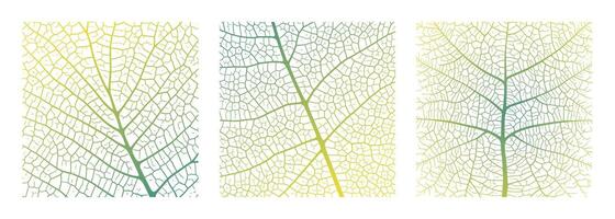 Leaf vein texture abstract background with close up plant leaf cells ornament texture pattern. vector