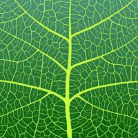 Leaf vein texture abstract background with close up plant leaf cells ornament texture pattern. vector