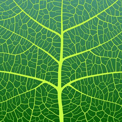 Leaf vein texture abstract background with close up plant leaf cells ornament texture pattern.
