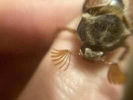 Spring beetle Khrushchev flew into the house photo