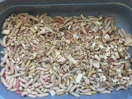 Live maggots food for fishing photo