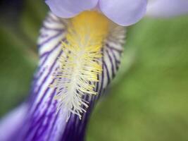 Summer flowers have bloomed in the garden photo