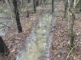 Puddles and lakes after rain in the forest photo
