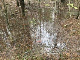 Puddles and lakes after rain in the forest photo