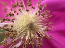 Summer flowers have bloomed in the garden photo