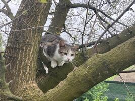 Cat climbs a tree while playing photo
