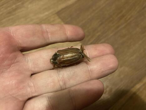 primavera escarabajo jruschov voló dentro el casa foto