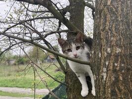 Cat climbs a tree while playing photo