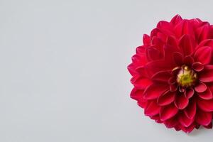 Beautiful Red Flower on White Background Mockup Capturing the Timeless Elegance of Floral Simplicity photo