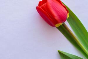 Beautiful Red Tulip Beauty on Blank Paper, Capturing Timeless Elegance and Vibrant Charm, Perfect for Artistic Presentations and Creative Projects photo