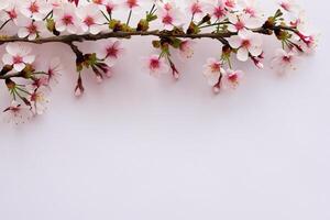 Graceful Harmony Beautiful Cherry Blossom on Blank Paper, Capturing Timeless Beauty and Serenity, Perfect for Artistic Presentations and Creative Projects photo