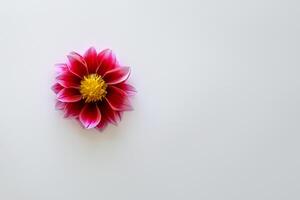 Cute Flower on White Background A Delicate Blossom in Serene Simplicity, Nature's Charming Creation photo