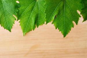 The Timeless Beauty of Vine Leaves on a Rustic Wood Background Captures the Essence of Nature's Elegance in Every Delicate Vein and Texture photo
