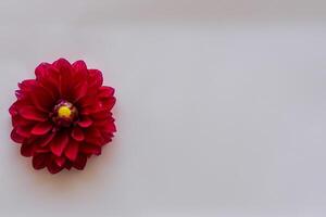 Beautiful Red Flower on White Background Mockup Capturing the Timeless Elegance of Floral Simplicity photo