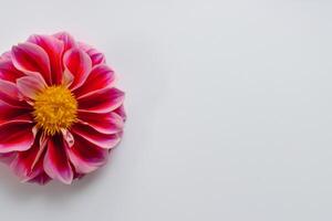 Beautiful Flower on White Background Mockup Elegance in Simplicity, Nature's Grace Captured photo