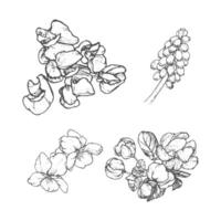 Spring flowers drawing with line-art on white background vector