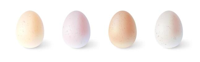 conjunto de realista pollo huevos. ilustración aislado en blanco antecedentes vector