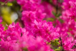 Beautiful Fresh Flower Background A Stunning Array of Blooms, Creating a Vibrant and Serene Atmosphere Perfect for Adding Elegance to Any Occasion or Decor photo