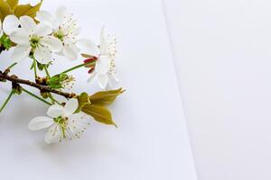 Ethereal Blossom Celebrating the Beauty of White Cherry Blossom, Nature's Delicate Floral Symphony photo