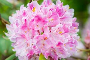 Beautiful Fresh Flower Background A Stunning Array of Blooms, Creating a Vibrant and Serene Atmosphere Perfect for Adding Elegance to Any Occasion or Decor photo