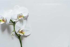 etéreo elegancia Bosquejo de hermosa blanco orquídea en blanco papel, ideal para creativo proyectos y artístico presentaciones, destacando natural belleza y gracia foto
