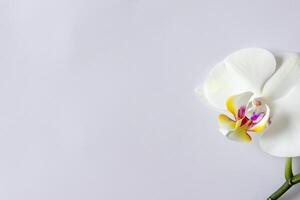 etéreo elegancia Bosquejo de hermosa blanco orquídea en blanco papel, ideal para creativo proyectos y artístico presentaciones, destacando natural belleza y gracia foto