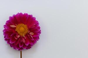 Mockup Cute Flower on White Background A Charming Display of Floral Elegance and Simplicity photo