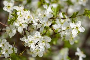 Beautiful Fresh Flower Background A Stunning Array of Blooms, Creating a Vibrant and Serene Atmosphere Perfect for Adding Elegance to Any Occasion or Decor photo