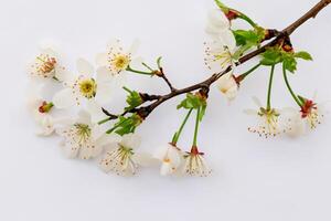 Ethereal Blossom Celebrating the Beauty of White Cherry Blossom, Nature's Delicate Floral Symphony photo