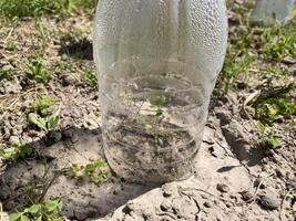 Seedlings are covered in the garden for vegetable growth photo