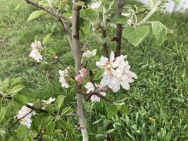 Spring flowers bloomed in the garden photo