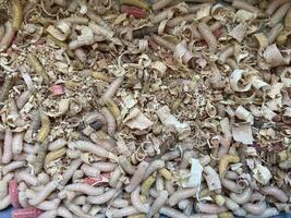Live maggots food for fishing photo