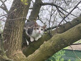 Cat climbs a tree while playing photo