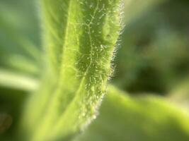Morning grass in dew in the garden photo
