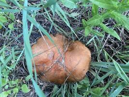 A giant boletus mushroom has grown outside the city photo