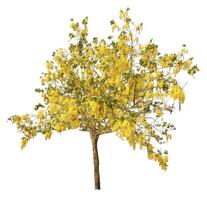 Golden Shower Tree Isolated On White Background photo
