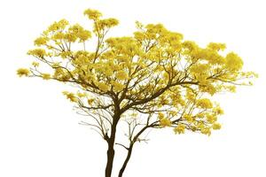 Golden Trumpet Tree on White Background photo