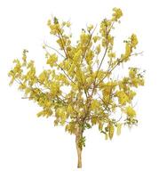 Golden Shower Tree Isolated on White photo